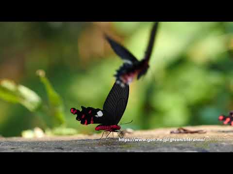 オオベニモンアゲハとアルクメノールアゲハ　Atrophaneura polyeuctes