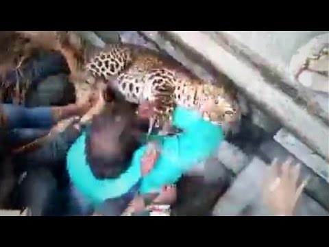 Wild Leopard Causes Chaos in India