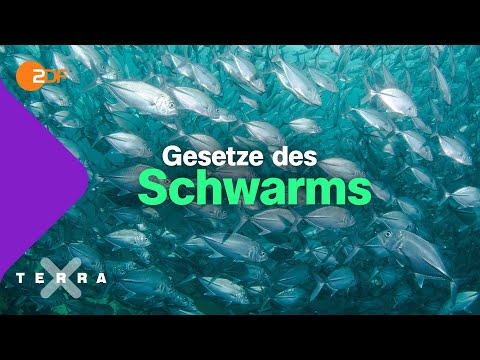 Schwarmintelligenz. Einer für alle. Alle für einen | Terra X plus