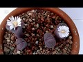 Lithops Salicola Bacchus (flowering 2019)