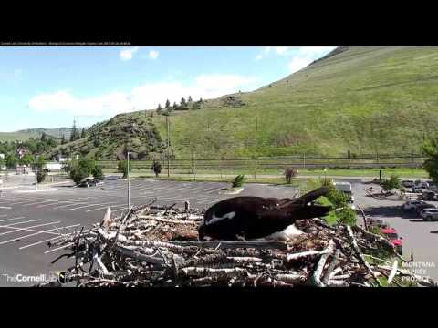 Louis Gets Blown Off the Nest on the Hellgate Osprey Cam – May 24, 2017