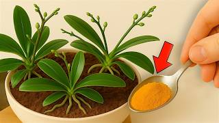 Just sprinkle it on top! The orchid, which had no flowers, will suddenly bloom profusely