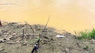Fishing Videos 🎣🎣 / রুই মাছ ধরার ভিডিও