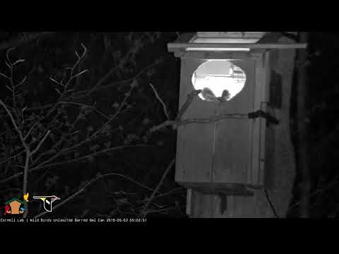 Early Morning Squirrel Delivery On Barred Owl Cam – May 3, 2018