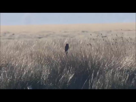 Asio capensis Marsh Owl Morocco