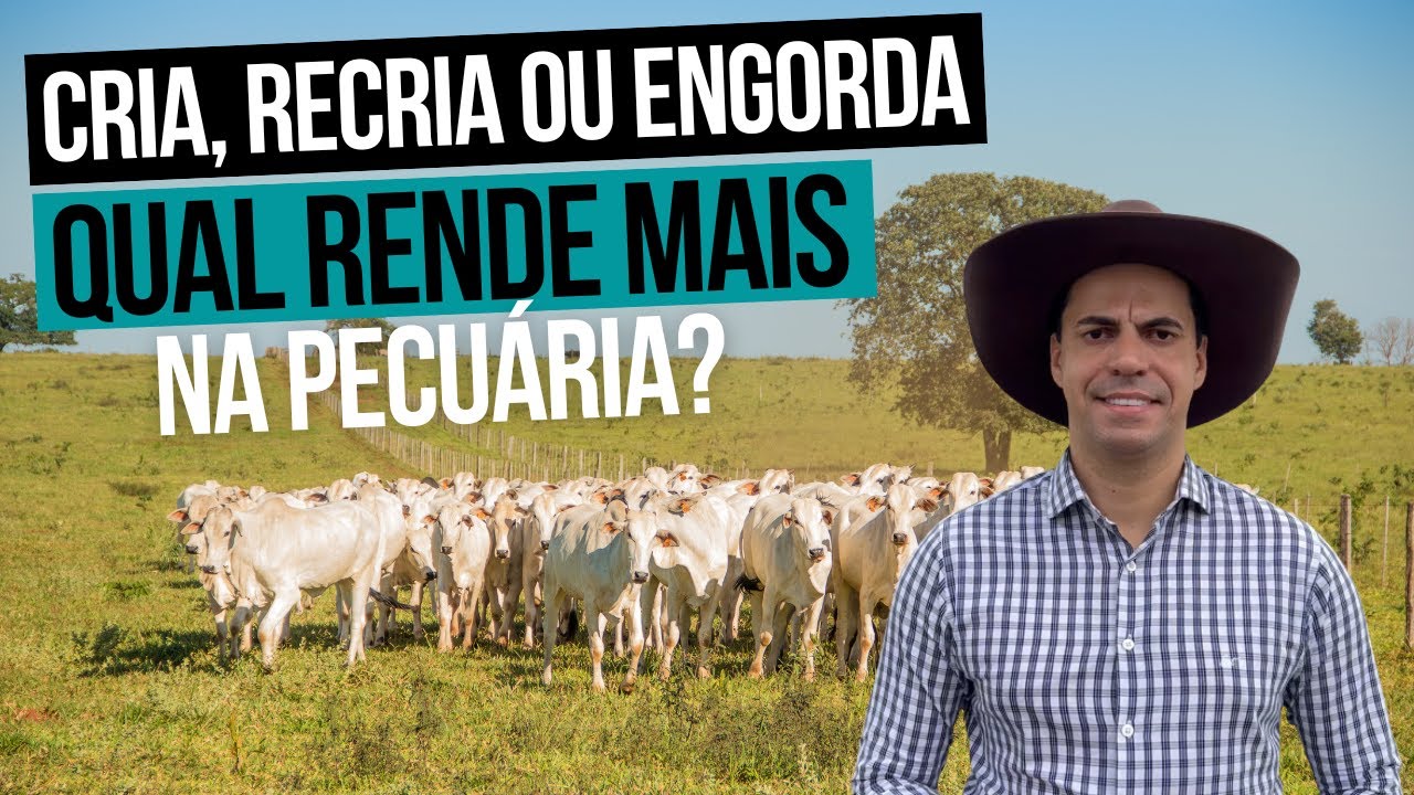 CRIA, RECRIA OU ENGORDA: QUAL RENDE MAIS NA PECUÁRIA?