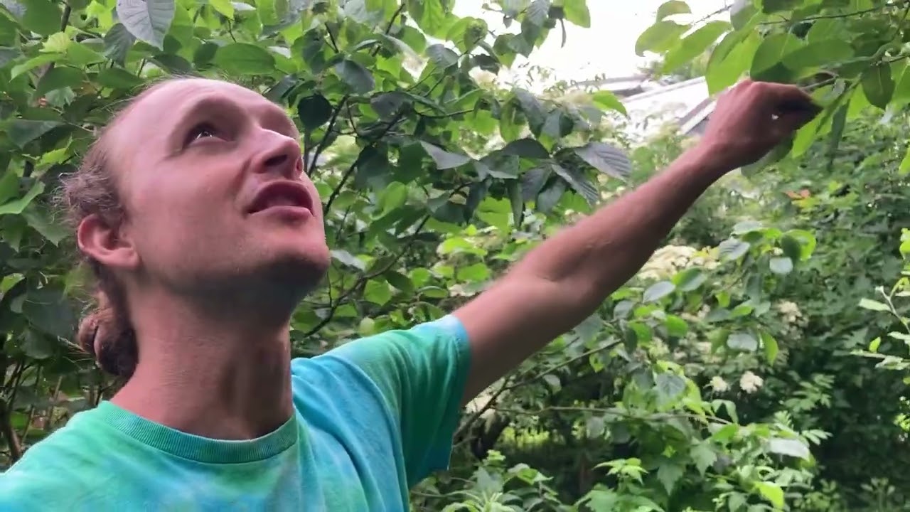 Cozy Northern Edible Forest Garden Tour, Pennsylvania Zone 5b/6a, year 8