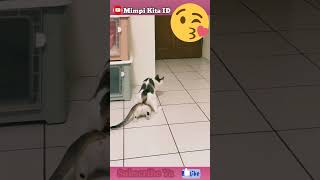 Download lagu intip Kucing Kawin Pagi Hari #shorts #catmoments mp3