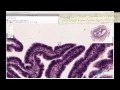 Histology Helper - Female Reproductive Histology