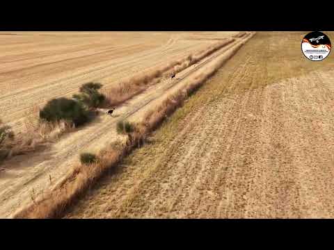 LIEBRES Y GALGOS CYL 1º  LIEBRE DE LA TEMPORADA 25 26