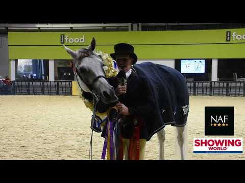 Ridden Purebred Arab of the Year