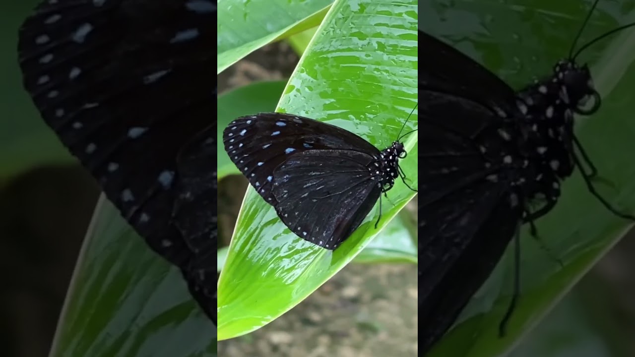 YouTube Short thumbnail