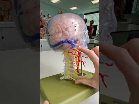 8 cervical spinal nerve roots but only 7 cervical vertebrae #anatomy