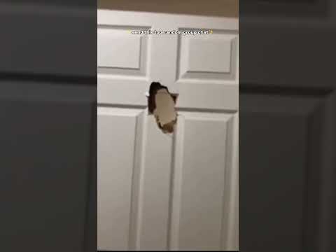 Send this to a random group chat to confuse everyone 😜