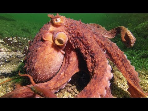 Cette pieuvre géante chipe des crabes à un pêcheur !