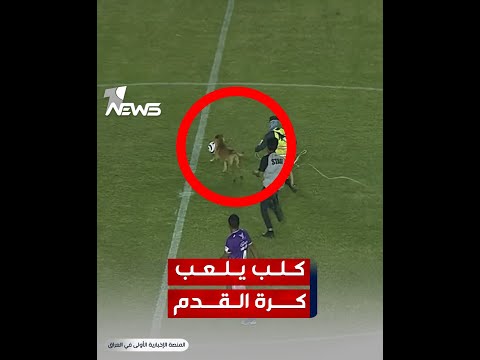 شاهد بالفيديو.. كلب يقتحم ملعب ويخطف الكرة من اللاعبين خلال مباراة كرة قدم للدوري المحلي في المكسيك