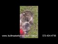 Stitch Exotic Black Merle Olde English Bulldogge Male Puppy Playing