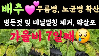 배추???? 무름병 및 노균병 확산???? 병든 것 및 비닐멀칭 제거 후 농약살포/ 가을비 7일째 ???? 