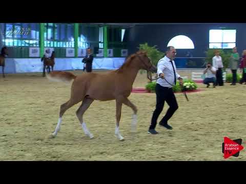 N.107 SANTIAGO ROZA - Milan 2018 - Futurity Colts (Class 14)