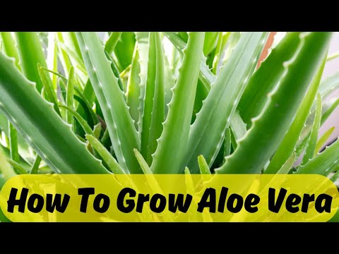 アロエベラ植物の育て方 |アロエベラの植物の手入れ | ＃園芸