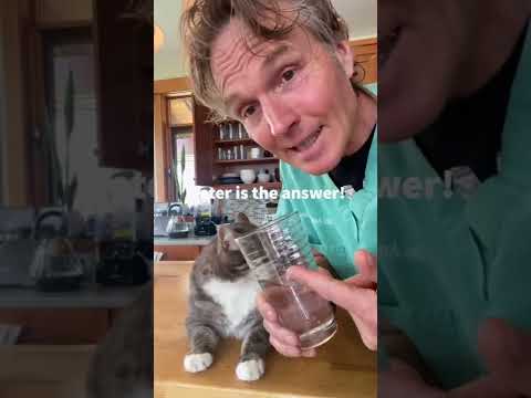 Stop Painful Cat Urinary Tract Disease