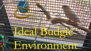 Ideal Budgie Environment and How to Keep It Clean