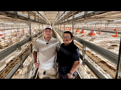 BIG TIME ENGINEER gamit ang HI-TECH INNOVATION na MULTI-TIER HOUSING in BROILER / POULTRY FARMING!