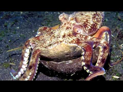 Octo Inu Octo-Brains – The Dish