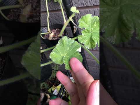 園芸 多年生森林ゼラニウム