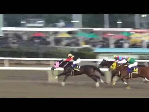 2016.12.29.東京大賞典.アポロケンタッキー