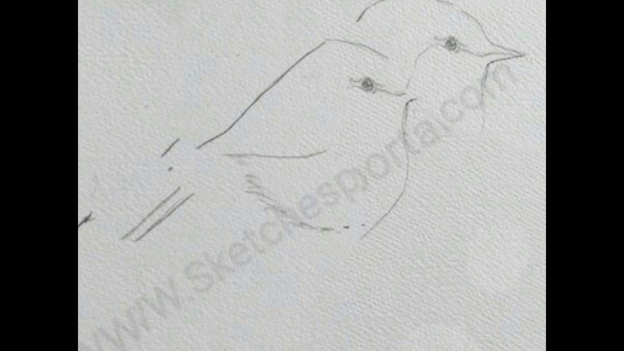 How to Draw a Chickadee In 7 Steps