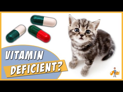 Is your Cat Vitamin Deficient?