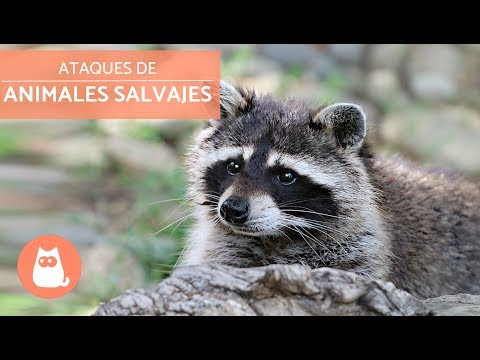 Ataques de animales salvajes