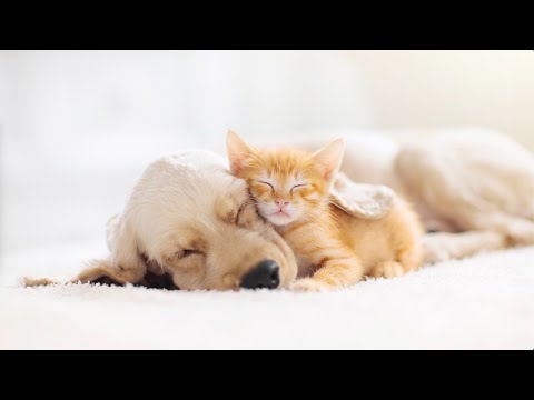 12 HOUR 4K HD MUSICAL PETCARE™ CALMING SLEEP MUSIC for DOGS and CATS by LIQUID MIND