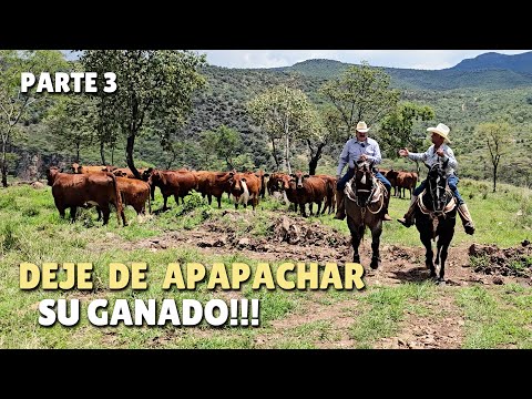 EL BEEFMASTER UN GANADO 4X4, AQUÍ ESTA LA PRUEBA