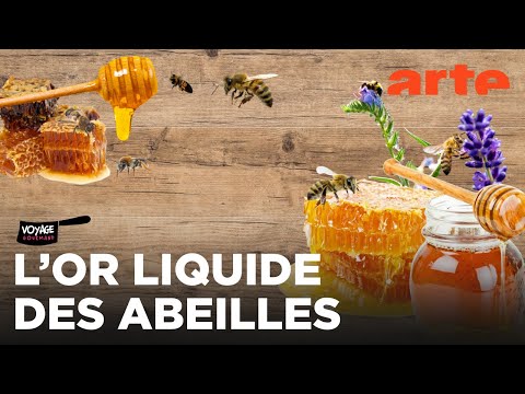 Tout sur le miel | Voyage gourmand | ARTE Family