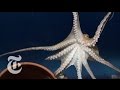 How the Octopus Moves | ScienceTake | The New York Times