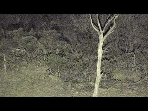 Djuma: Hosana male leopard still interested in Civet after trying to catch it - 21:15 - 11/24/18