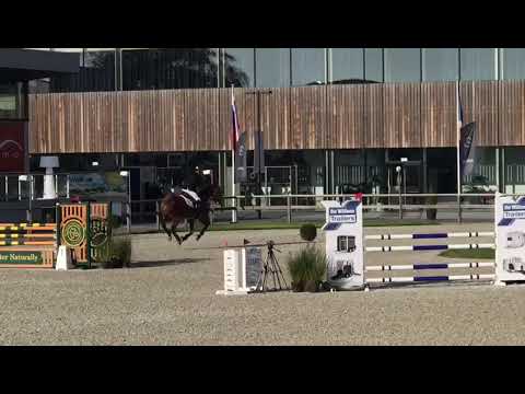 5yo stallion  Arezzo vdl x Indoctro