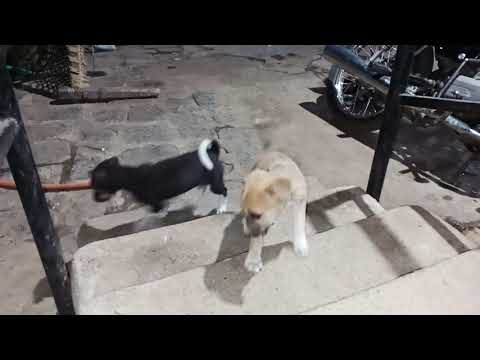 WWE|puppies #pets#puppies