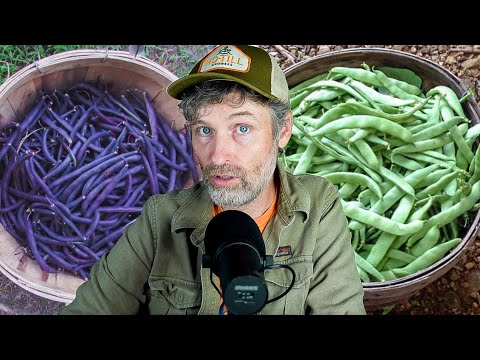 How to Actually Use a Broadfork + Green Beans Breakdown