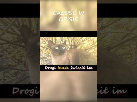 sanah i Daria Zawiałow "Eldorado" (Fanmade) #cats