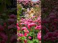 Ghosts? in the rose garden? #flowers #roses #ghost #shorts #trending