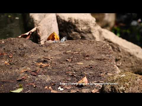 チャイロタテハの飛翔　Vindula erota in flight