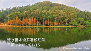 流水響水塘落羽松紅葉