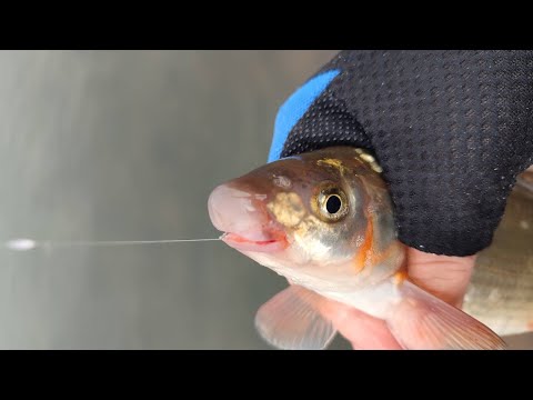 Pecanje Skobalja na Hleba - Nisava Pocetak Zime