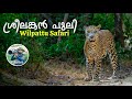 ശ്രീലങ്കൻ കാട് Forest Safari In Sri Lanka Wilpattu National Park 4K
