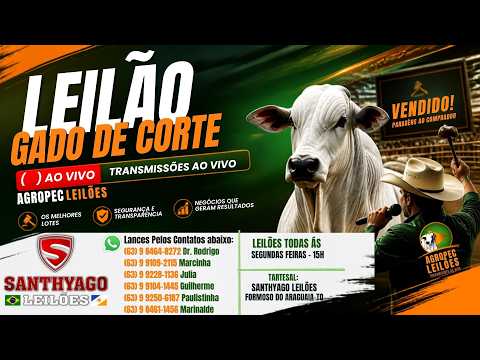 Agropecleiloes LEILÃO GADO DE CORTE | SANTHYAGO LEILÕES | FORMOSO DO ARAGUAIA-TO | 31/08/26