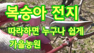 복숭아나무 가지치기   전지방법