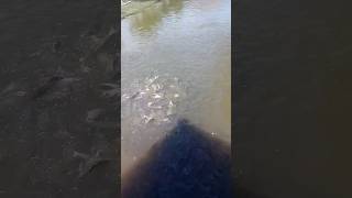 Download lagu ikan dalam kolam#shorts mp3 Download lagu ikan dalam kolam#shorts mp3